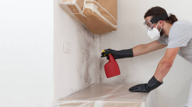 Professional Basement Mold Remediation technician working in Woodstock, IL