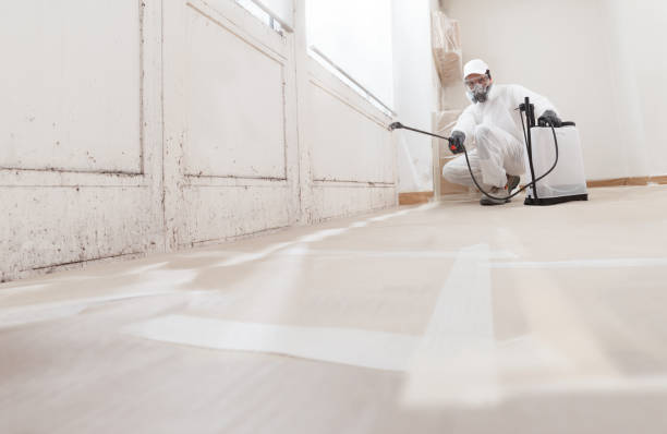24/7 Emergency Basement Mold Remediation experts in Woodstock, IL