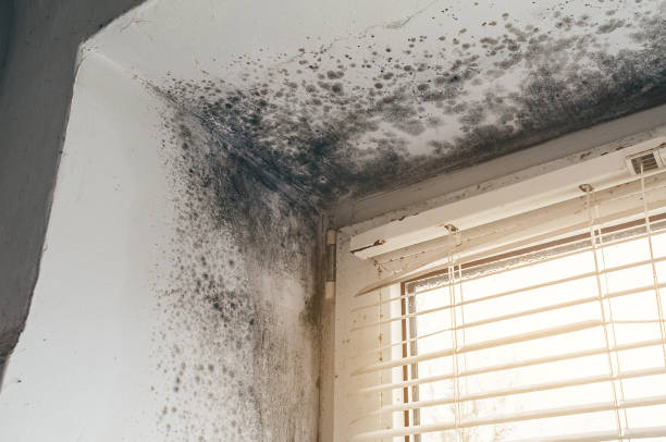 Trusted Basement Mold Remediation service in Woodstock, IL - Cheap Mold Removal